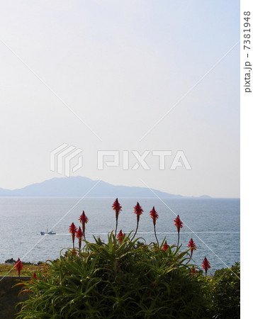 若松のアロエの花 7381948