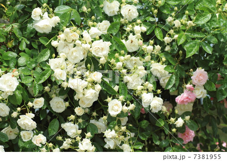 バラの花　サマースノー 7381955