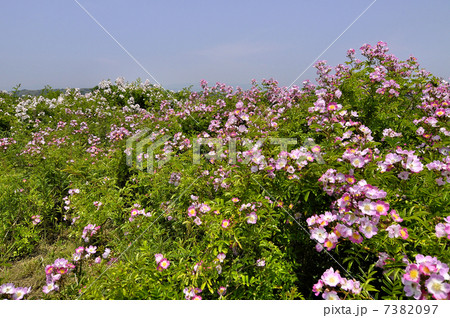 錦町のツクシイバラ 錦町のツクシイバラ 7382097