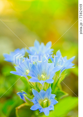 ふでりんどう ふでりんどう 7382449