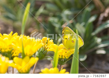 花とモンキチョウ　花の写真素材 7382697