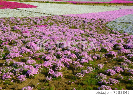 埼玉県　秩父　芝桜 7382843