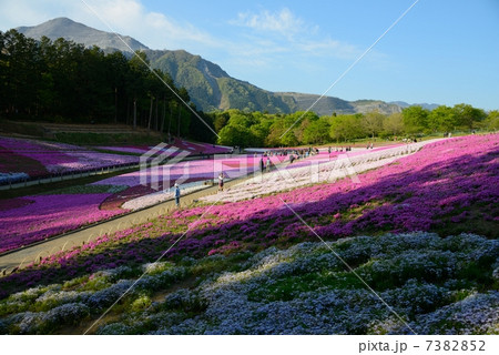 埼玉県 秩父 芝桜 埼玉県 秩父 芝桜 7382852