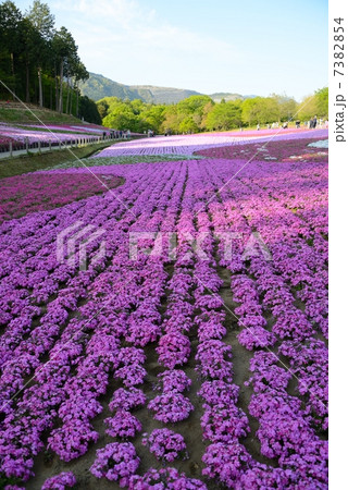 埼玉県 秩父 芝桜 埼玉県 秩父 芝桜 7382854