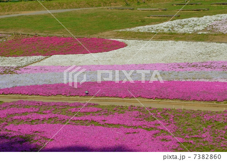 埼玉県　秩父　芝桜 7382860