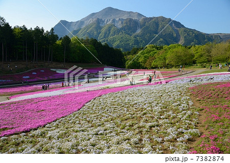 埼玉県　秩父　芝桜 7382874