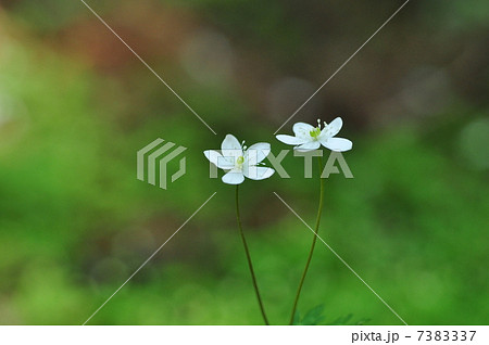 ニリンソウ ニリンソウ 7383337