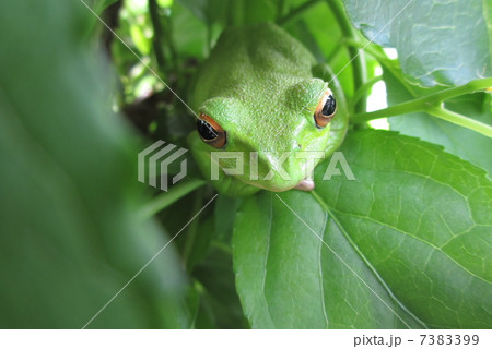 モリアオガエル モリアオガエル 7383399