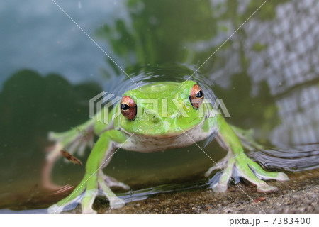 モリアオガエル 7383400