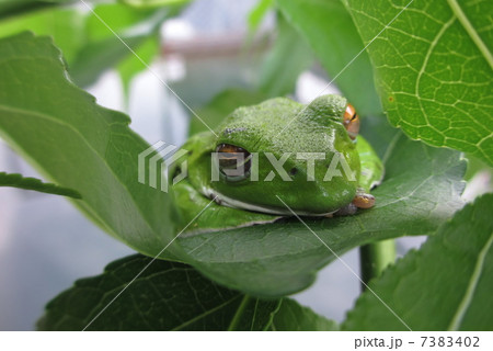 モリアオガエル 7383402