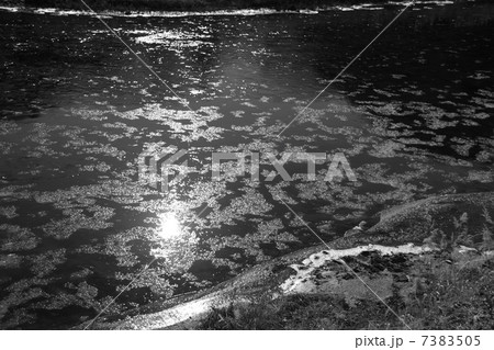 久慈川　シガ 7383505