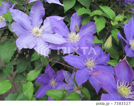 テッセン　カザグルマ　鉄銭 7383527