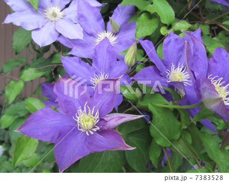 テッセン　カザグルマ　鉄銭 7383528