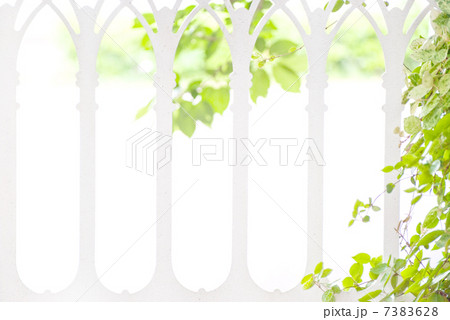 観葉植物　門　エクステリア　植物　初雪かずら　ガーデニング 7383628