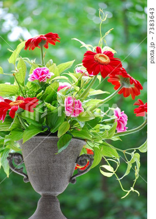 フラワーアレンジメント　生け花　花　お花　植物　カーネーション 7383643