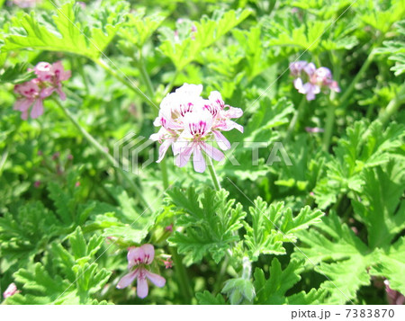 ローズゼラニウム 7383870