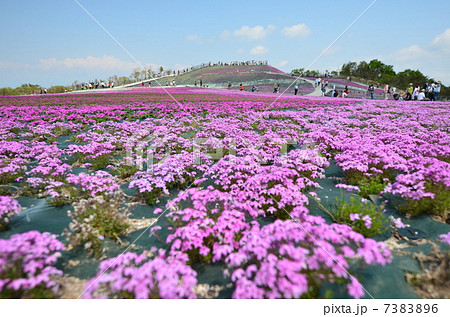 茶臼山芝桜 7383896