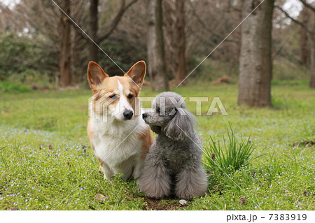相談する犬達 相談する犬達 7383919
