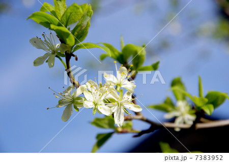 プルーンの花 7383952