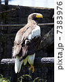 大鷲 7383976