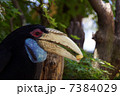 シワコブサイチョウ 7384029