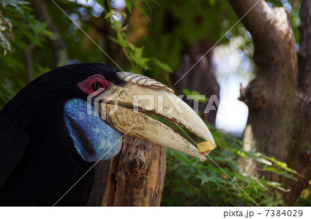 シワコブサイチョウ 7384029