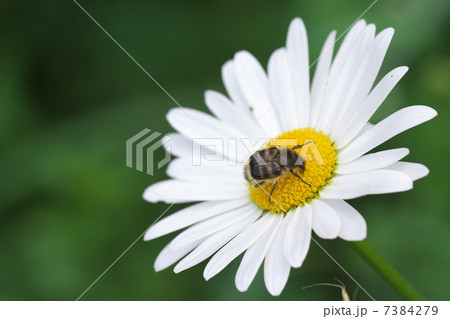 ヒメトラハナムグリ ヒメトラハナムグリ 7384279