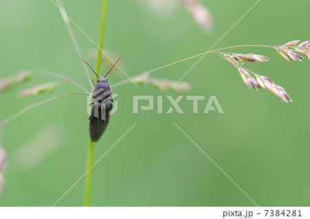 コメツキムシ コメツキムシ 7384281