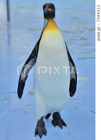 ペンギン 7384311