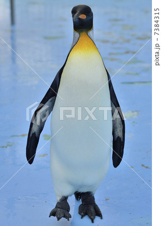 ペンギン 7384315