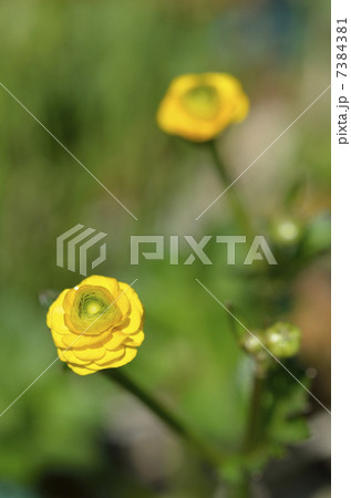 ラナンキュラス・ゴールドコイン 7384381