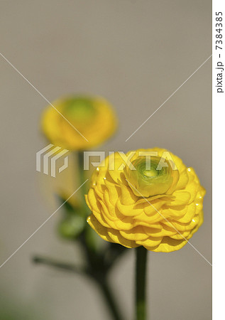 ラナンキュラス・ゴールドコイン 7384385