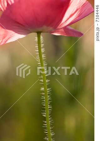 初夏のボビーの花 7384446