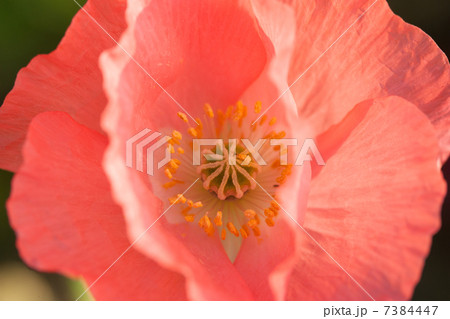 初夏のボビーの花 7384447