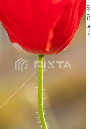 初夏のボビーの花 7384448
