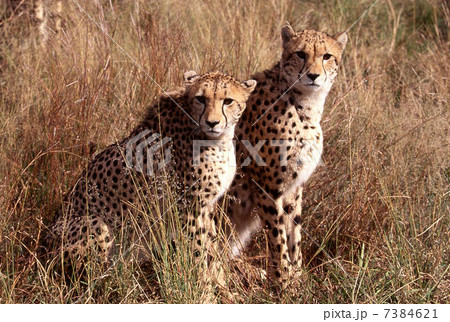 チーター 7384621