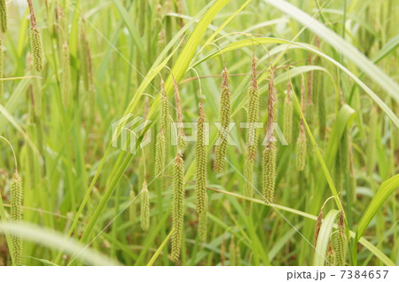 アゼナルコ 7384657