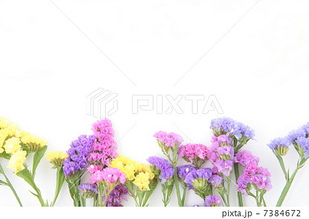 並べたスターチスの花の写真素材