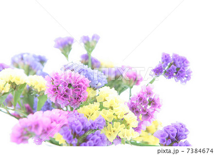 スターチスの花イメージの写真素材