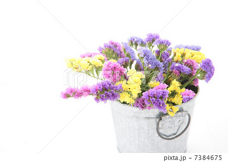 スターチスとブリキのバケツ 7384675