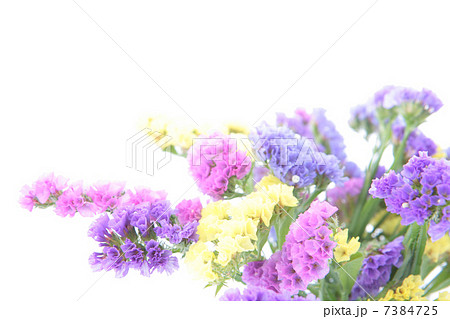 スターチスの花アップイメージ 7384725