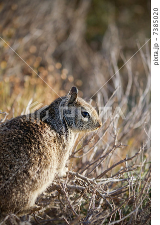 夕暮れにたたずむリス 7385020