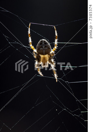 cross spider 7385374