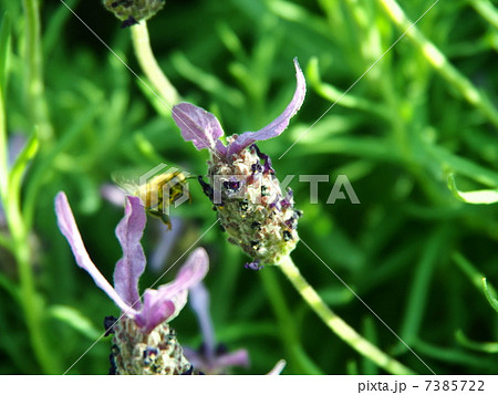 ５月のラベンダー　ストエカス French lavender 7385722