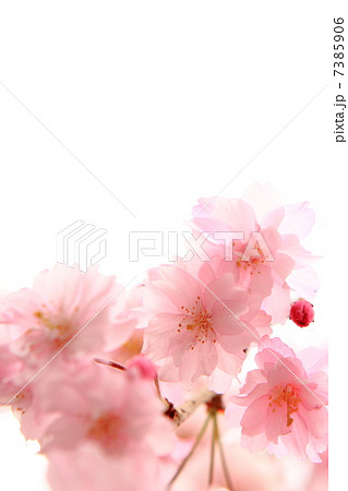 八重紅枝垂れ桜 7385906