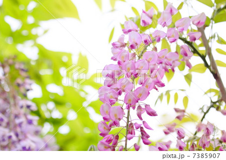 藤の花 藤の花 7385907
