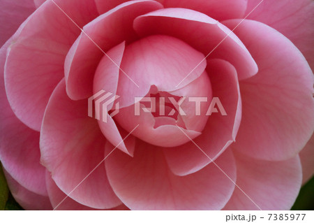 ツバキ ツバキ 7385977