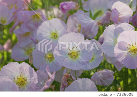 月見草 月見草 7386009