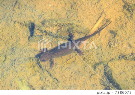 田んぼのイモリ 田んぼのイモリ 7386075