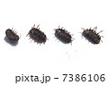 ダンゴムシ 7386106